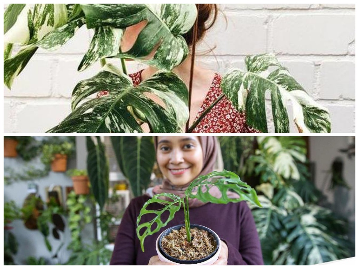 Rahasia Perawatan Janda Bolong Supaya Tumbuh Rimbun dengan Daun Sehat dan Mengilap