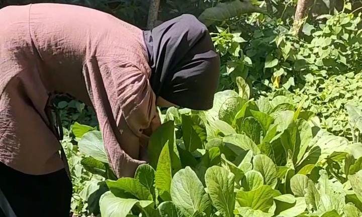 Dongkrak Ekonomi, Penuhi Kebutuhan Keluarga, KWT Dusun Talang Darat Hasilkan Sayuran Secara Mandiri