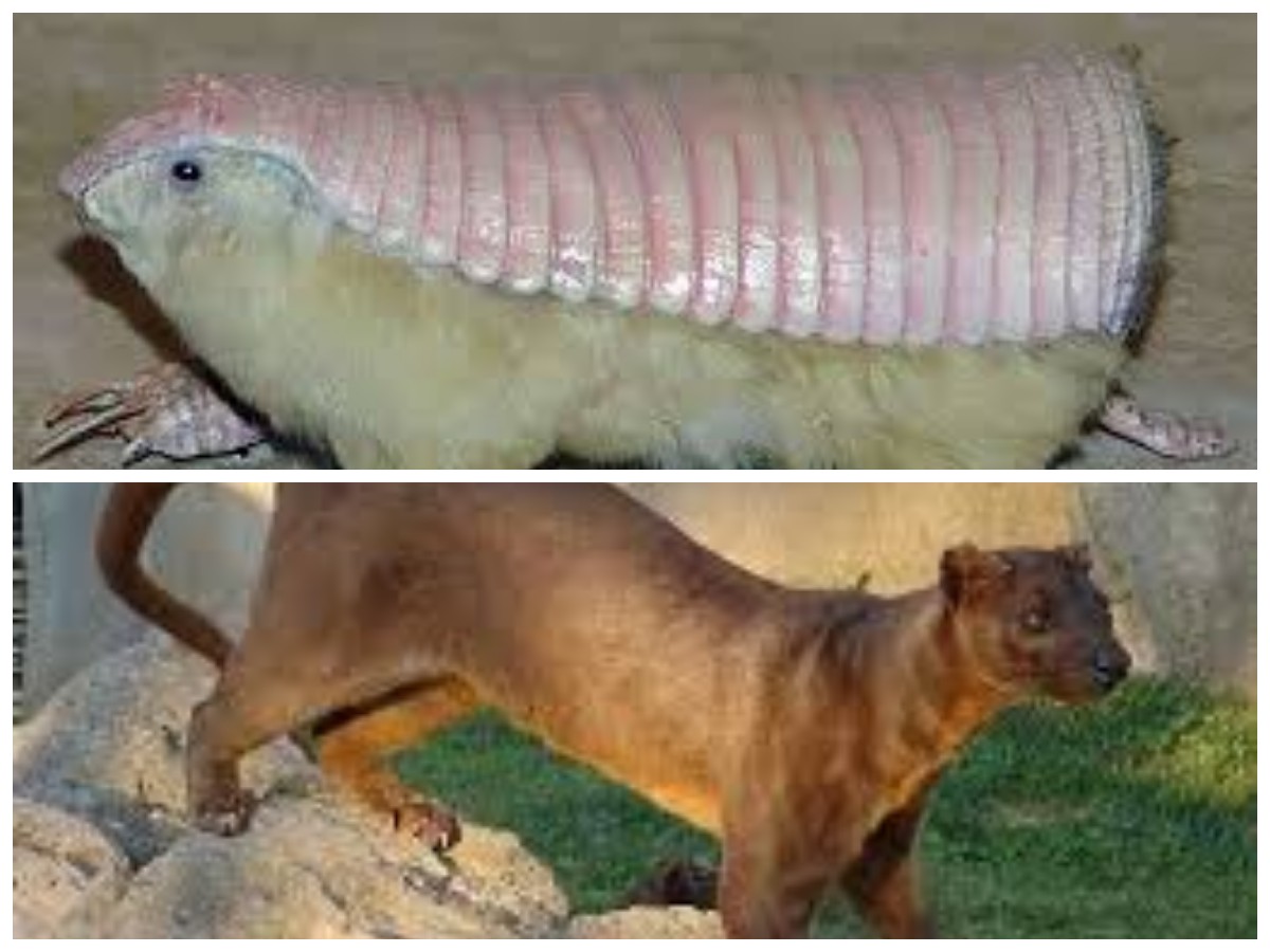 Terungkap! 7 Hewan Paling Unik dan Langka di Dunia yang Jarang Diketahui