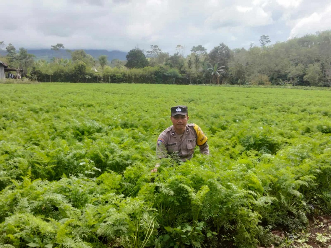 Tingkatkan Produksi Pangan di Dempo Utara, Bhabinkamtibmas Aktif Sambang Petani