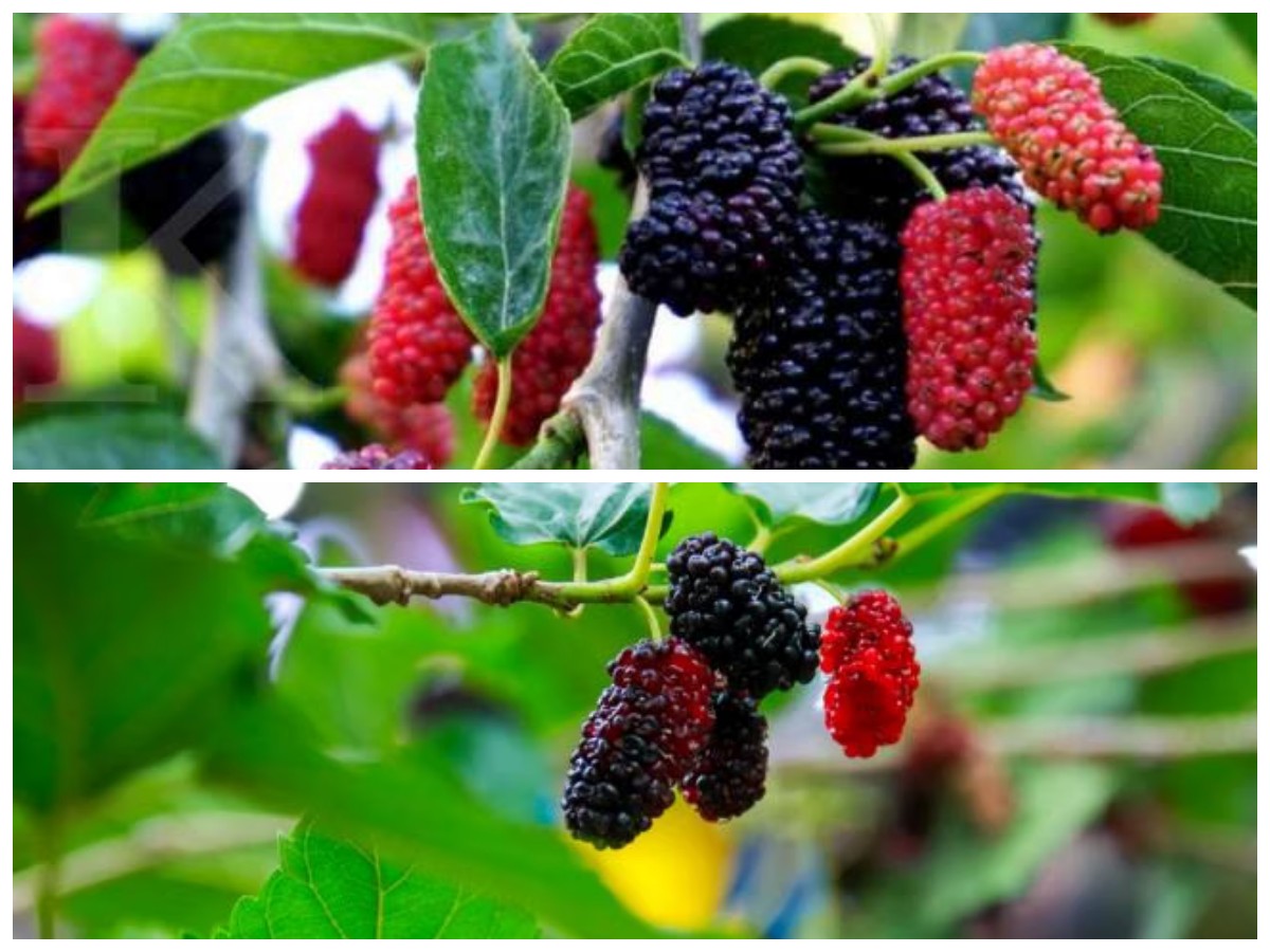 Buah Murbei dan Manfaatnya bagi Kesehatan, Superfood Alami yang Jarang Diketahui
