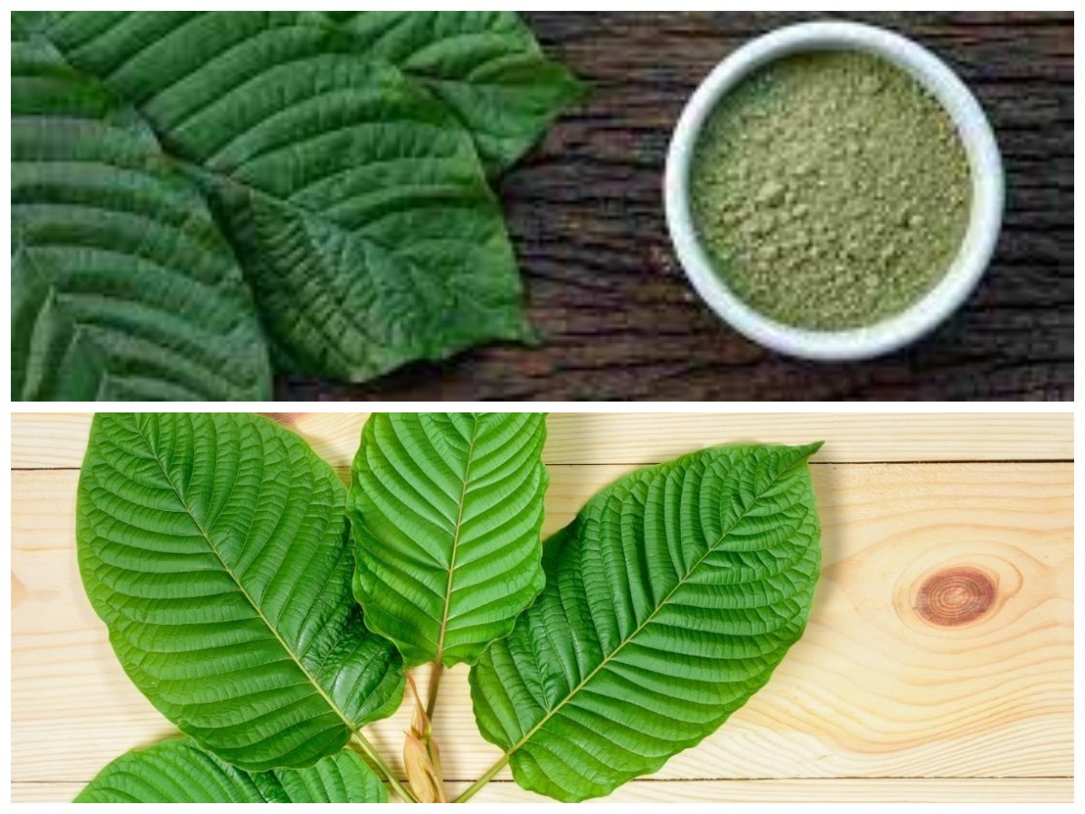 Mengungkap Manfaat Daun Kratom dalam Dunia Kesehatan: Lebih dari Sekadar Obat Tradisional