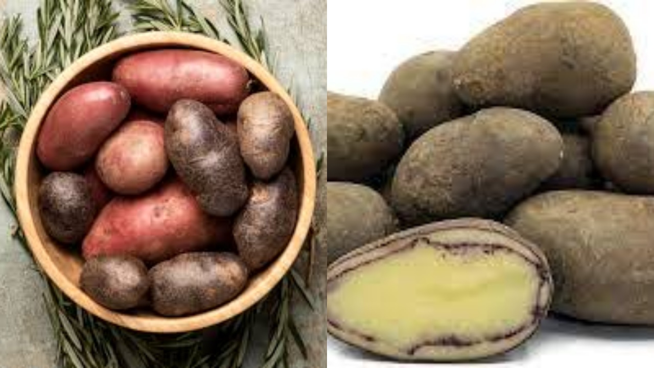 Kamu Harus Tahu! Inilah Manfaat Kentang Hitam Yang Jarang Diketahui