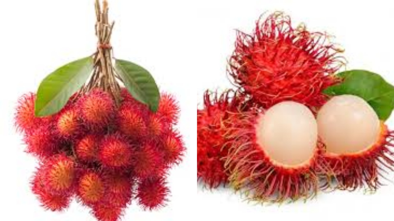 Menjaga Keseimbangan Cairan Tubuh Ini Guys Manfaat Rambutan Untuk Kesehatan!