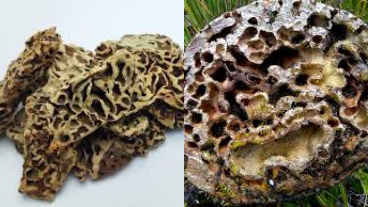 Catat! Ini 7 Manfaat Sarang Semut Untuk Kesehatan Tubuh Yang Luar Biasa