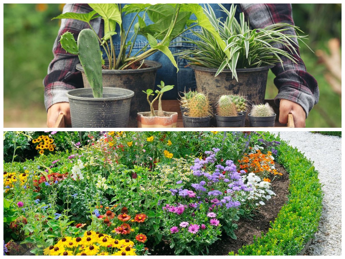 Tak Ribet! 5 Jenis Tanaman Hias Outdoor yang Tahan Cuaca dan Tetap Menawan