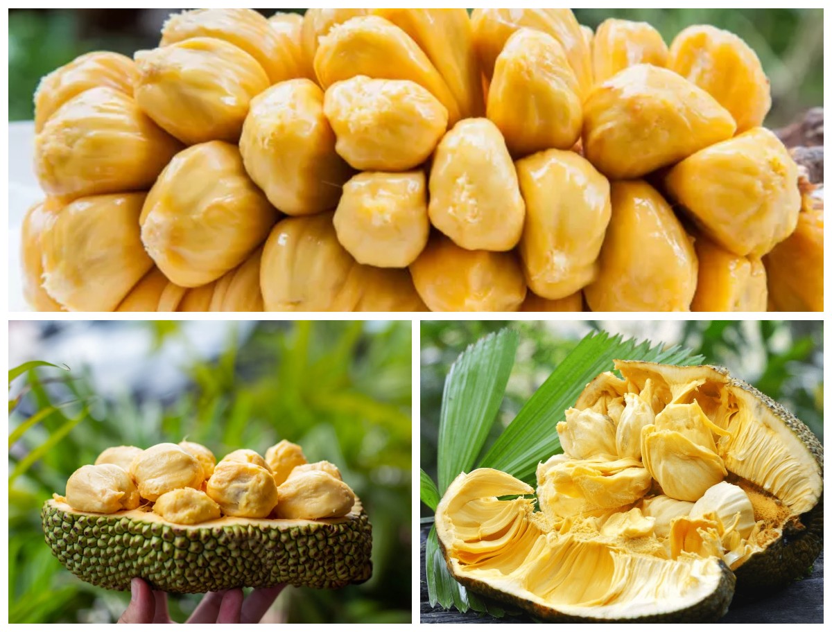 Manfaat Cempedak untuk Kesehatan: Buah Tropis dengan Segudang Khasiat Alami!