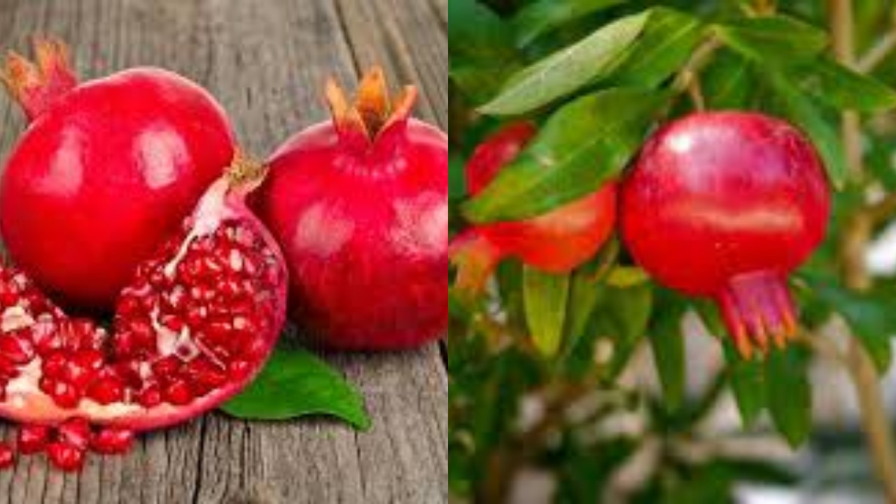 Makan Delima Tiap Hari? Ini 10 Manfaat Luar Biasa Untuk Kesehatan Yang Kamu Dapatkan