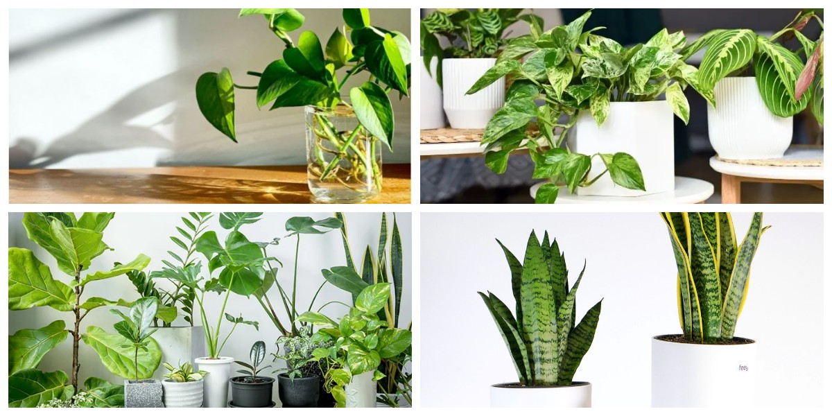 Segarkan Udara Rumahmu! 6 Tanaman Hias Ampuh Menyerap Polusi yang Wajib Dimiliki