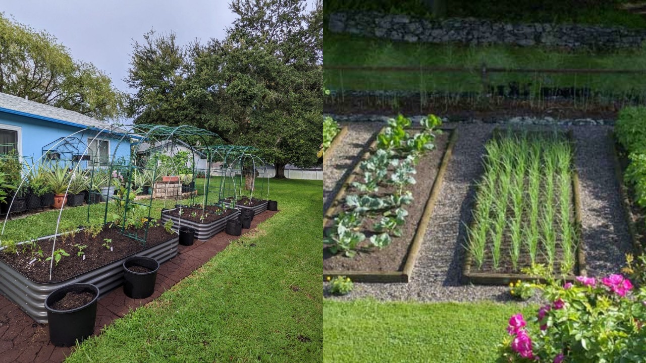 Cara Cerdas Bikin Kebun Sayur Estetik di Halaman Rumah: Rapi, Fungsional, dan Cocok untuk Lahan Sempit!