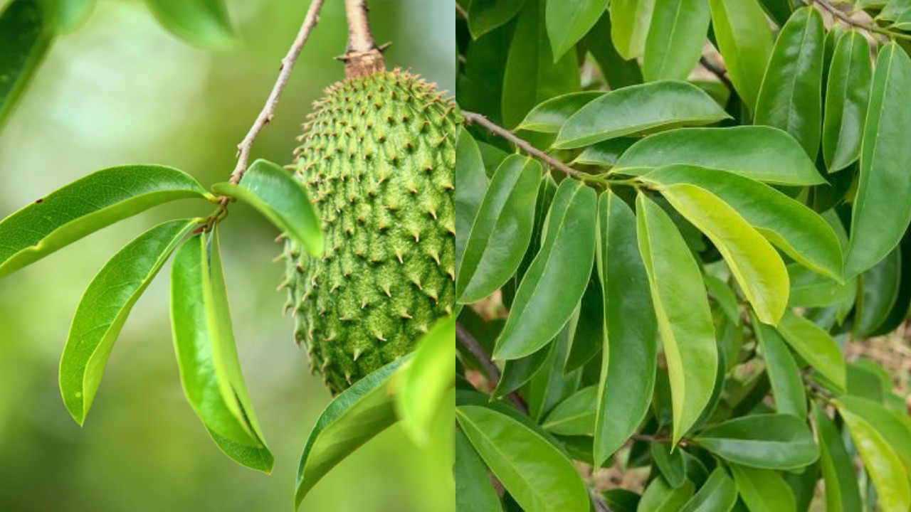 Nah Ini Dia! Sebuah Manfaat Daun Sirsak dan Cara Mengonsumsinya