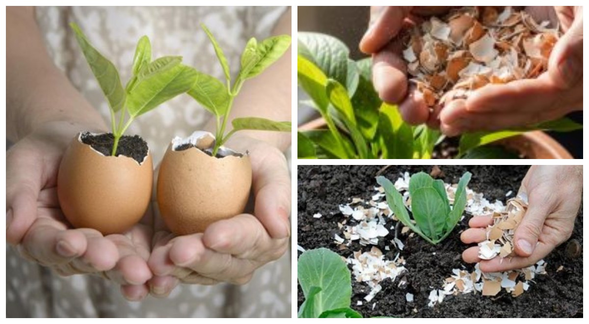 Tak Disangka, Cangkang Telur Punya 5 Manfaat Penting untuk Tanaman: Murah, Alami, dan Mudah Didapat