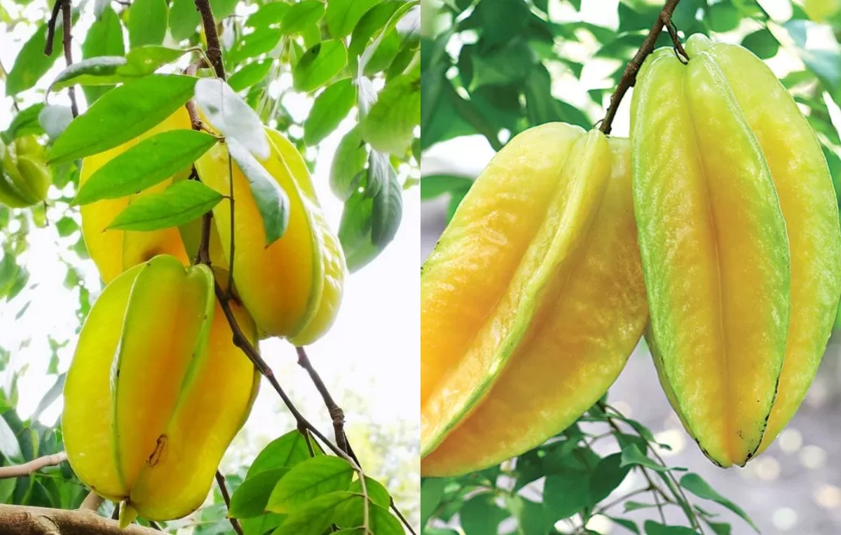 Manfaat Buah Belimbing untuk Kesehatan Anak tidak Perlu Diragukan lagi, Bun!