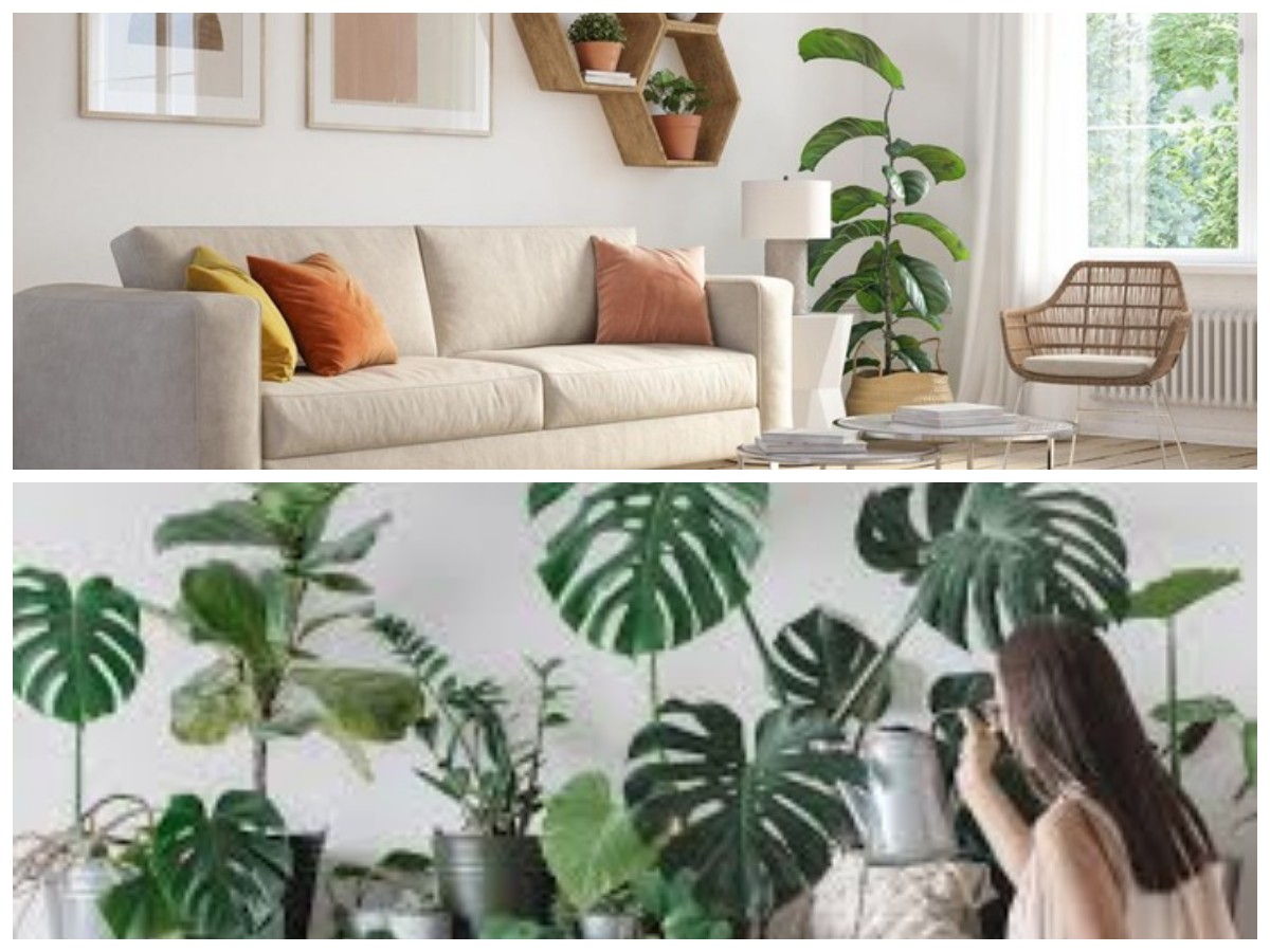 5 Tanaman Indoor Bernuansa Netral yang Cocok untuk Interior Minimalis Modern