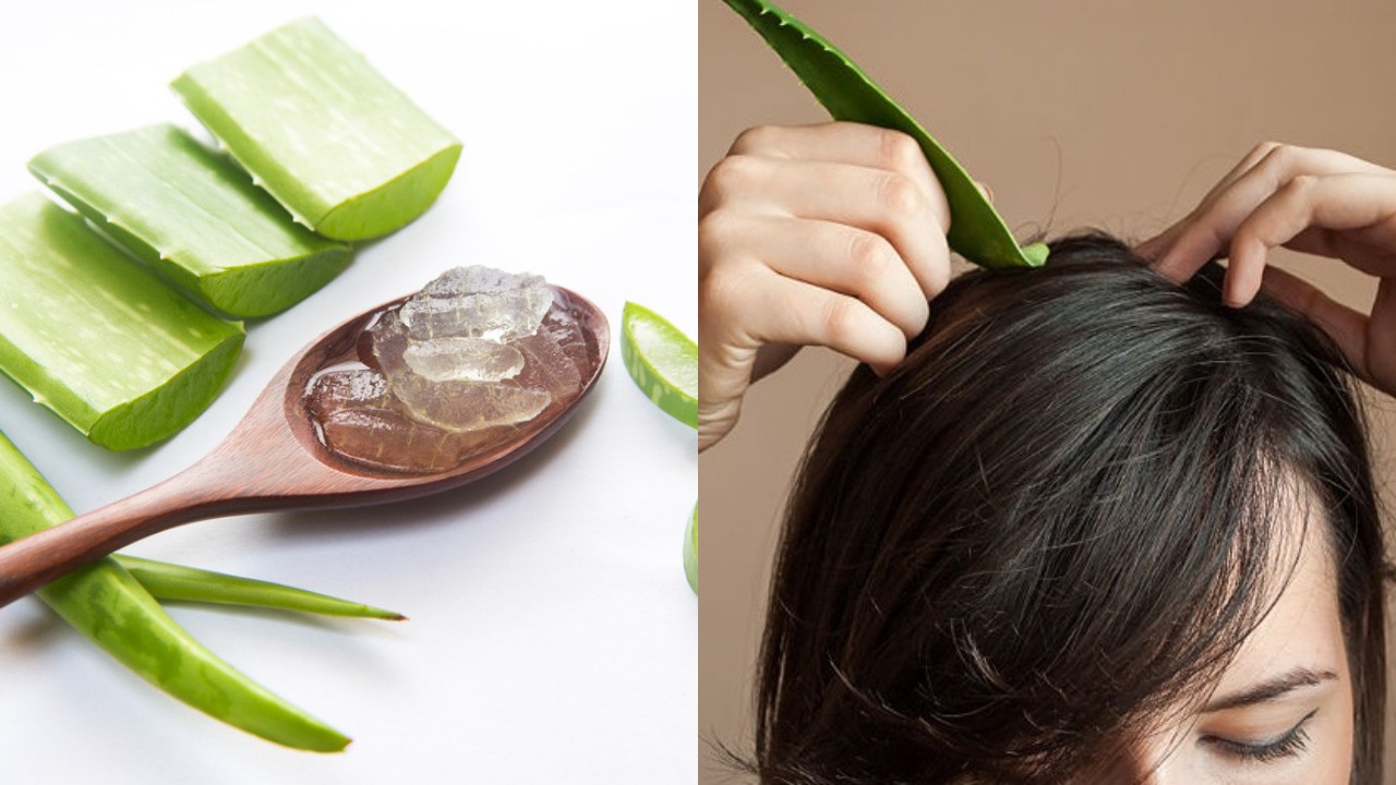 Inilah Manfaat Dari Lidah Buaya untuk Rambut!