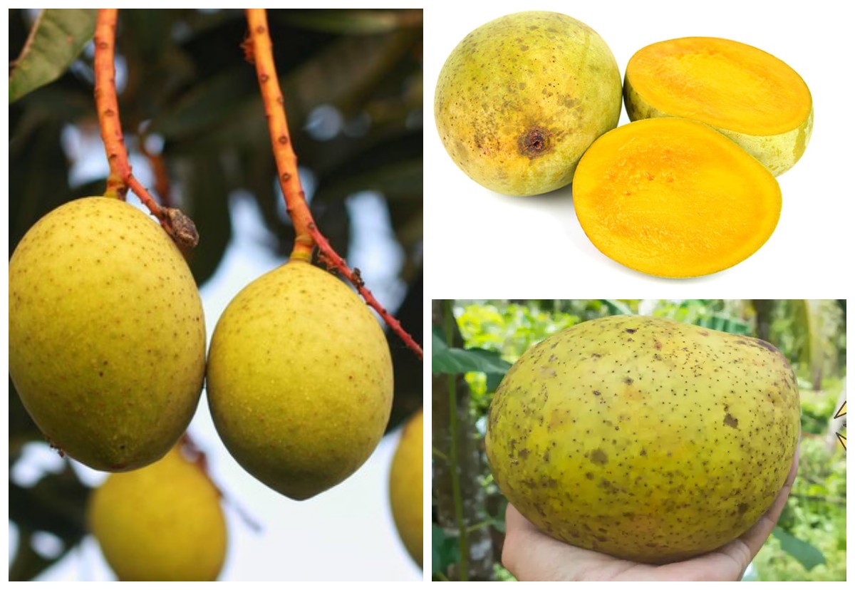 Buah bacang (Mangifera foetida) Inilah Berbagai Manfaat dan Nutrisinya!