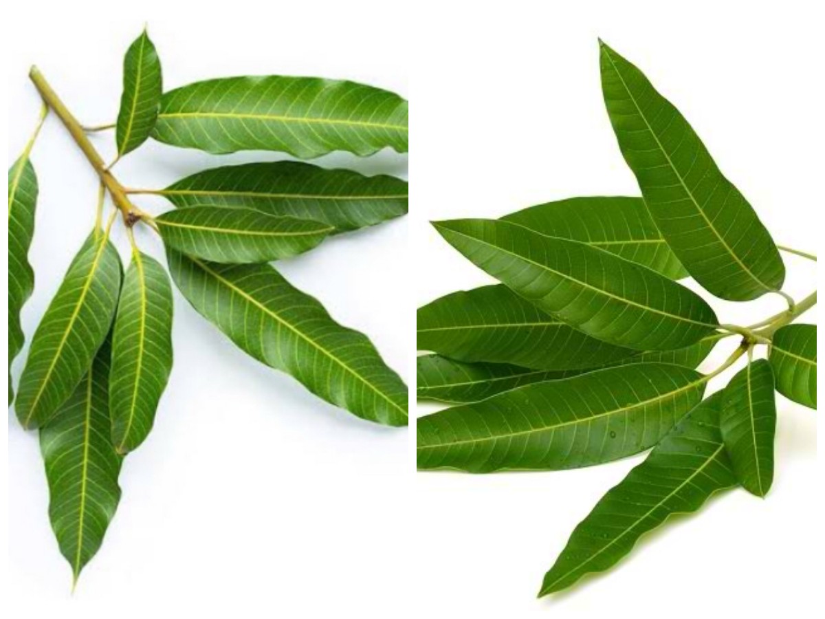 Ketahui Ragam Manfaat Daun Mangga untuk Kesehatan Tubuh yang Jarang Diketahui!