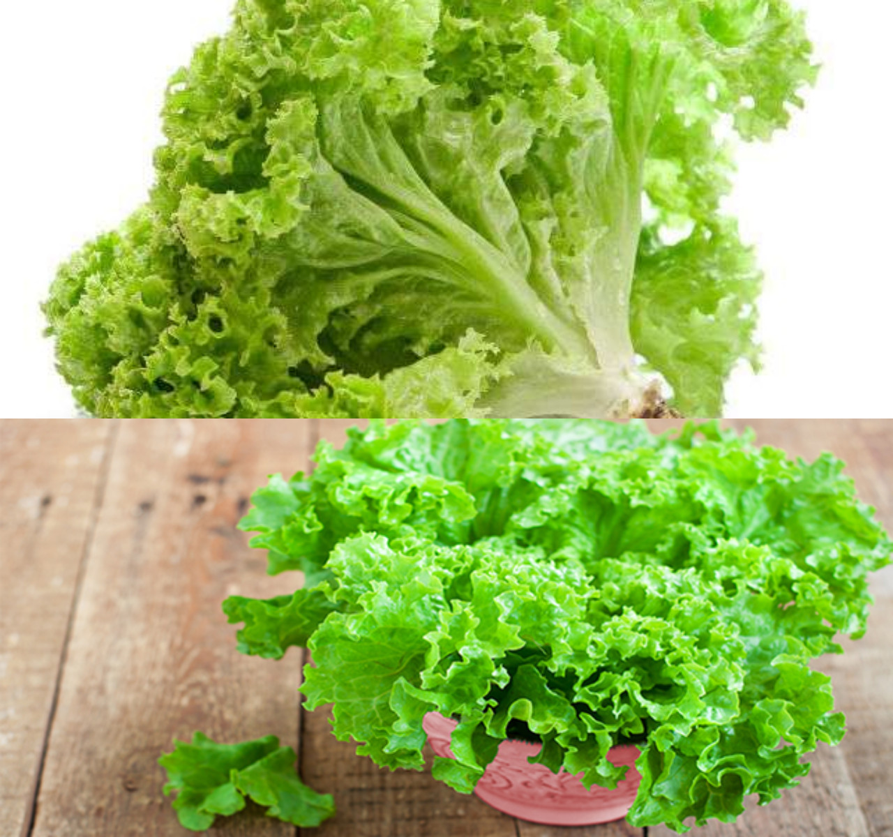 Wow, Khasiat Selada untuk Kesehatan dan Kecantikan!