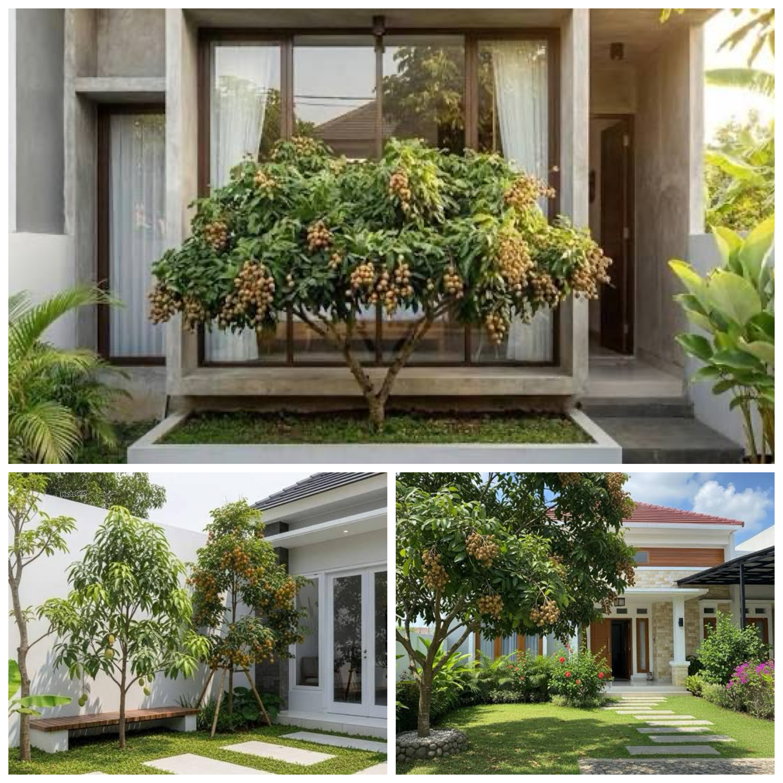 Tak Perlu Lahan Luas, Ini 5 Jenis Pohon Kelengkeng yang Cocok Ditanam di Halaman Rumah!
