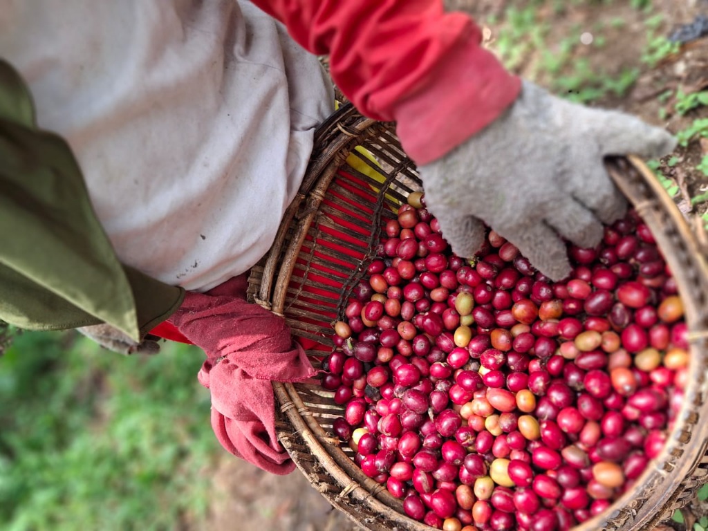 Melejit Lagi Harga Kopi Pagar Alam, Petani Sumringah Tembus Rp73 Ribu/Kg