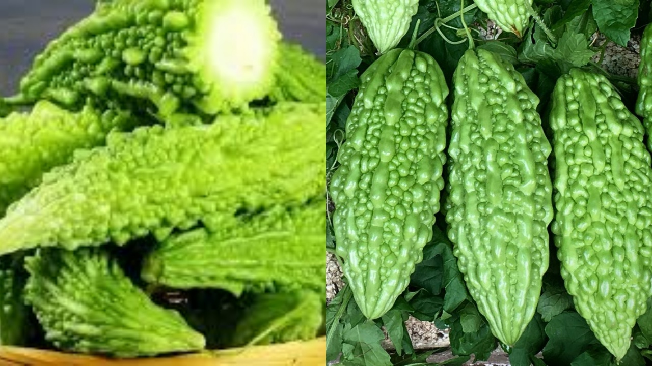 Tak Sepahit Rasanya, Teryata Ini 8 Manfaat Pare Untuk Kesehatan!