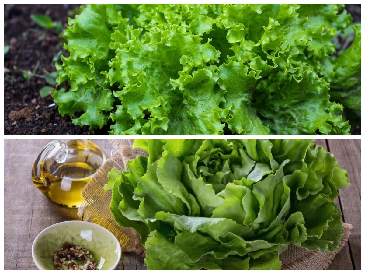 Manfaat Selada: Rahasia Kesehatan dan Kecantikan dari Sayuran Hijau