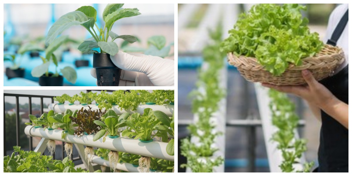 Tanam Hidroponik Tanpa Ribet: 5 Jenis Tanaman Cepat Panen dan Mudah Dirawat