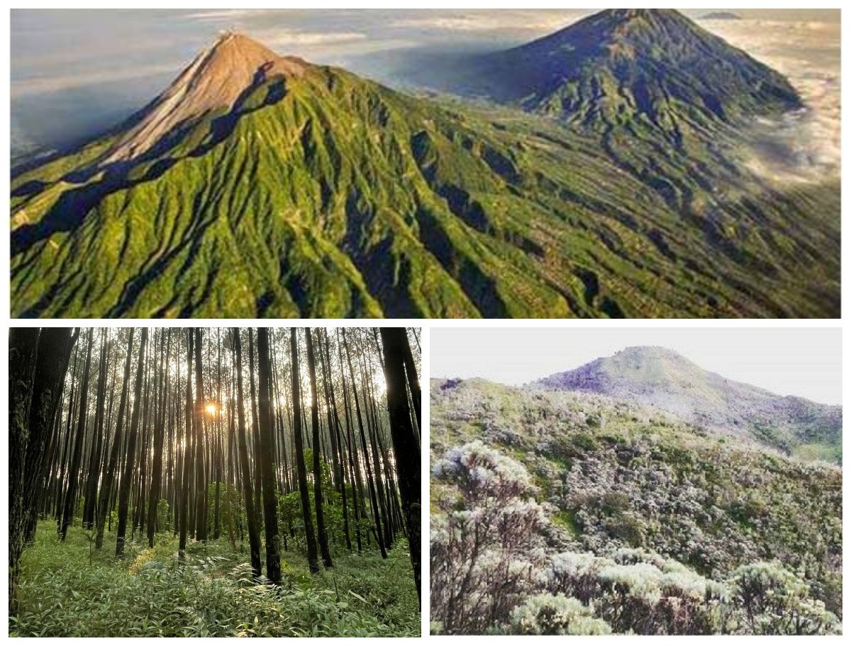 Menelusuri Sejarah Hutan Gunung Merbabu & Merapi: Warisan Alam dan Mistik Tanah Jawa!
