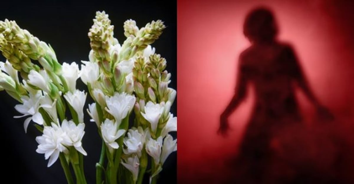 Tidak Melulu Berbau Mistis, Ini 5 Fakta Menarik Bunga Sedap Malam