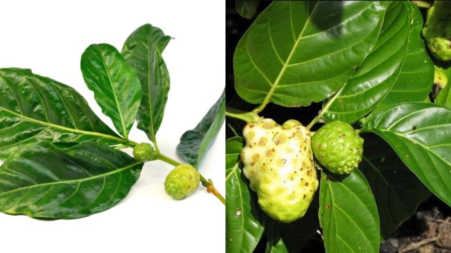 Meningkatkan Sistem Kekebalan Tubuh Teryata Ini Guys Manfaat Dari Daun Mengkudu Untuk Kesehatan! 