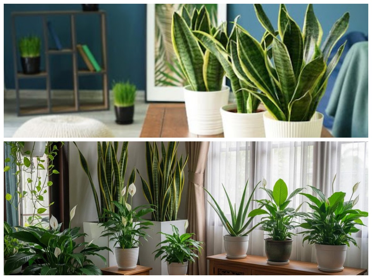 Tanpa Sinar Matahari Langsung, 5 Tanaman Ini Ampuh Segarkan Udara Kamar Mandi