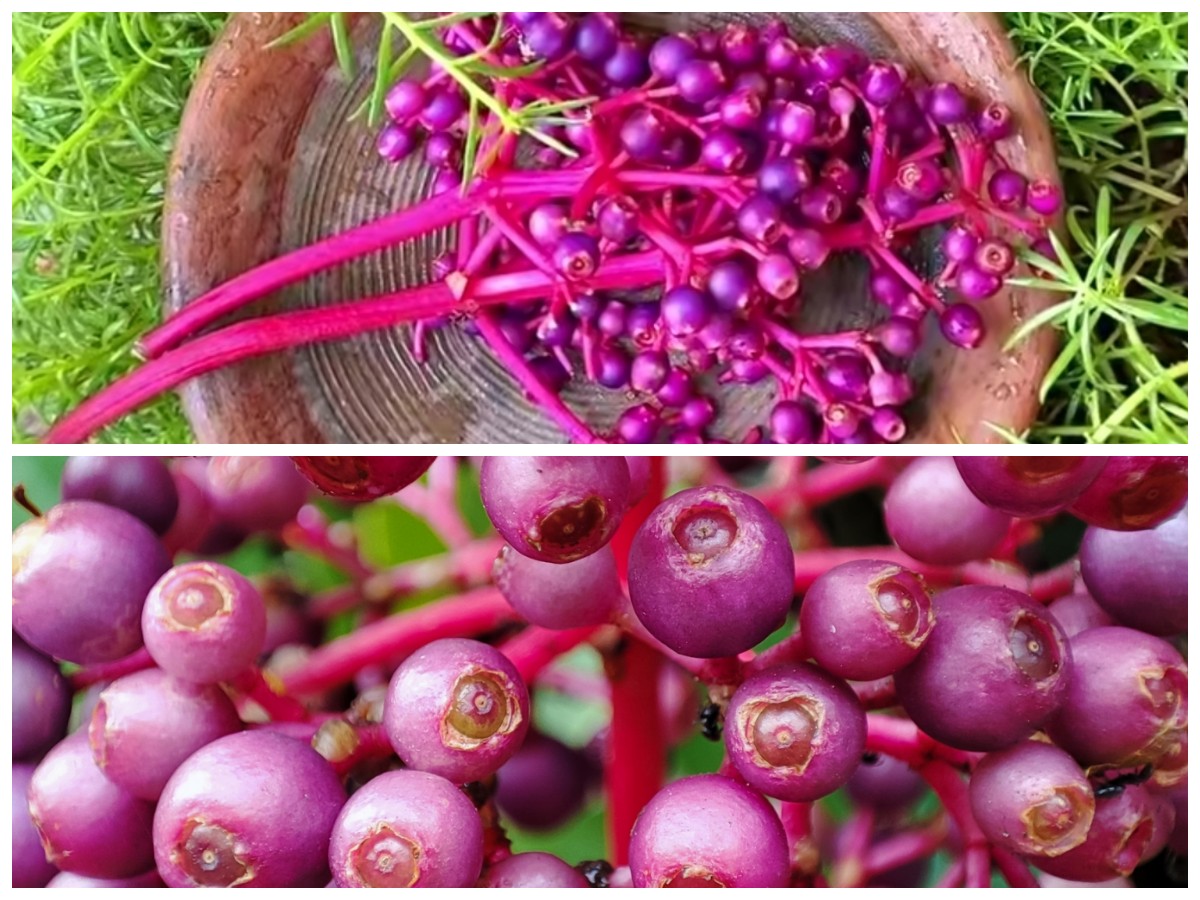 Buah Parijoto: Superfood Alami dengan Segudang Manfaat untuk Kesehatan