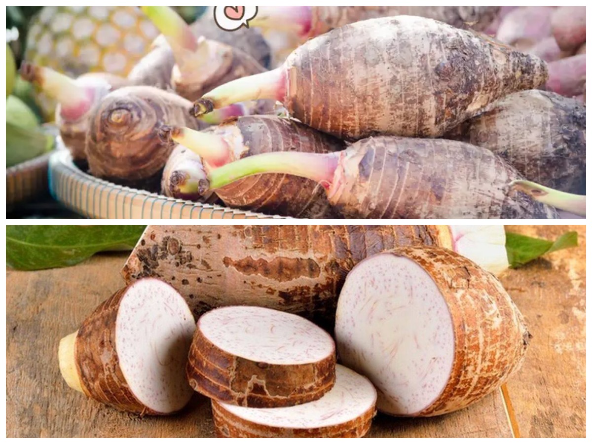 Talas: Akar Sehat dengan Segudang Manfaat untuk Tubuh