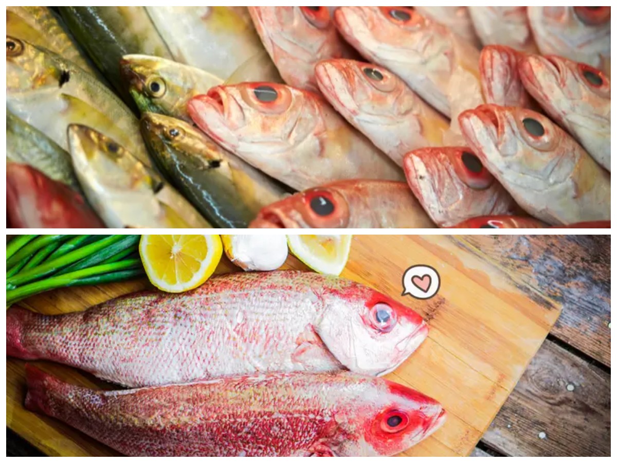 6 Ikan Tawar Sehat untuk Mengontrol Asam Urat Tanpa Risiko
