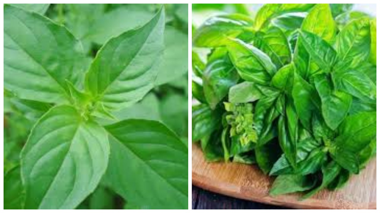 5 Kegunaan Daun Kemangi, Sayuran Sehat yang Tidak Perlu Dimakan Matang