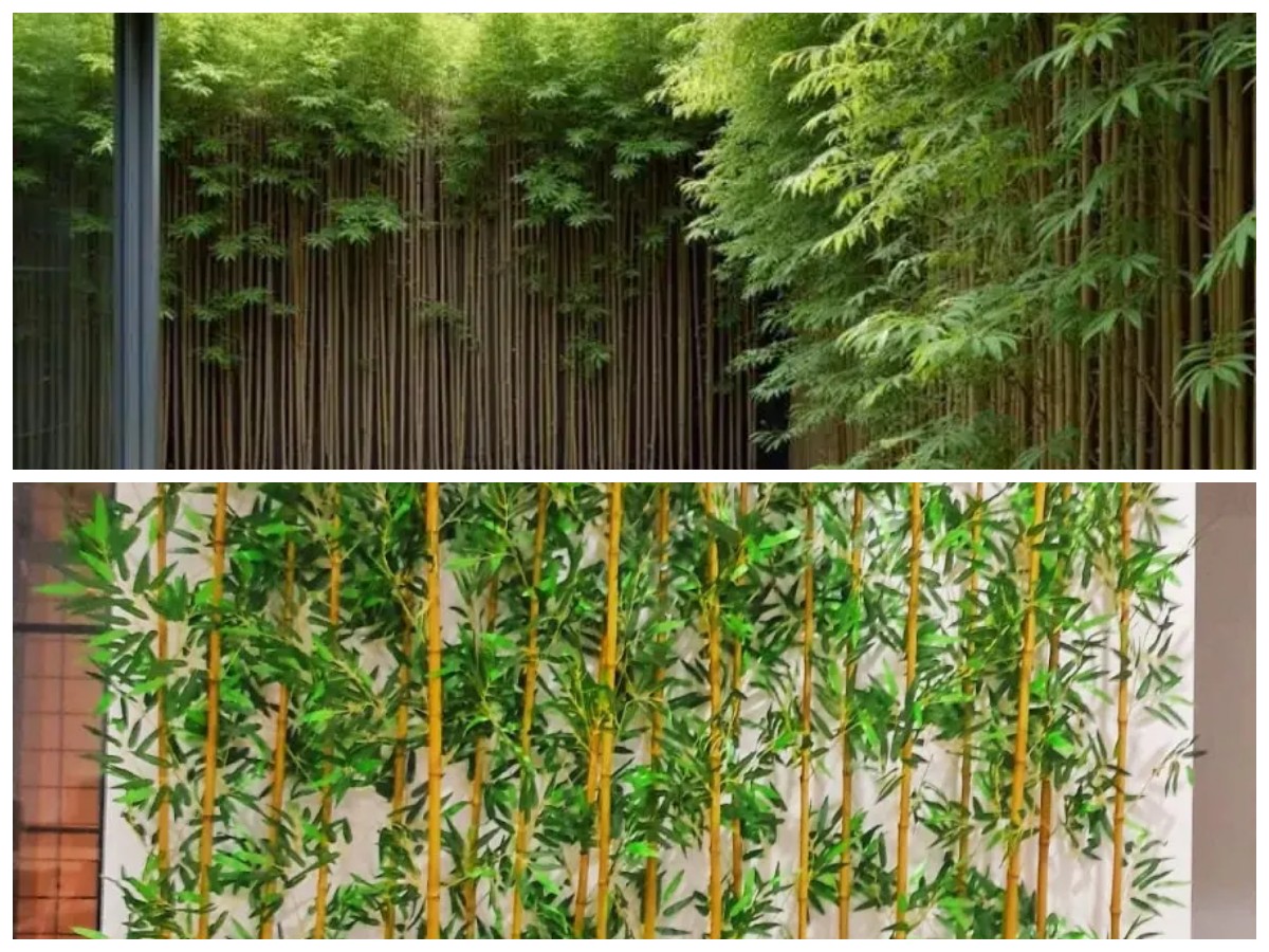 Rumah Lebih Asri! 6 Jenis Bambu Hias yang Cocok Percantik Halaman Hunian
