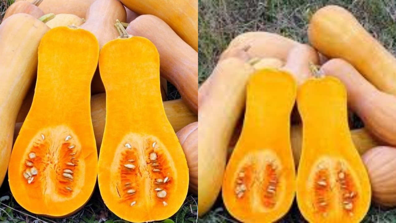  Labu Madu Yuk Ketahui Manfaatnya Untuk Kesehatan Dan Cara Mengonsumsinya!