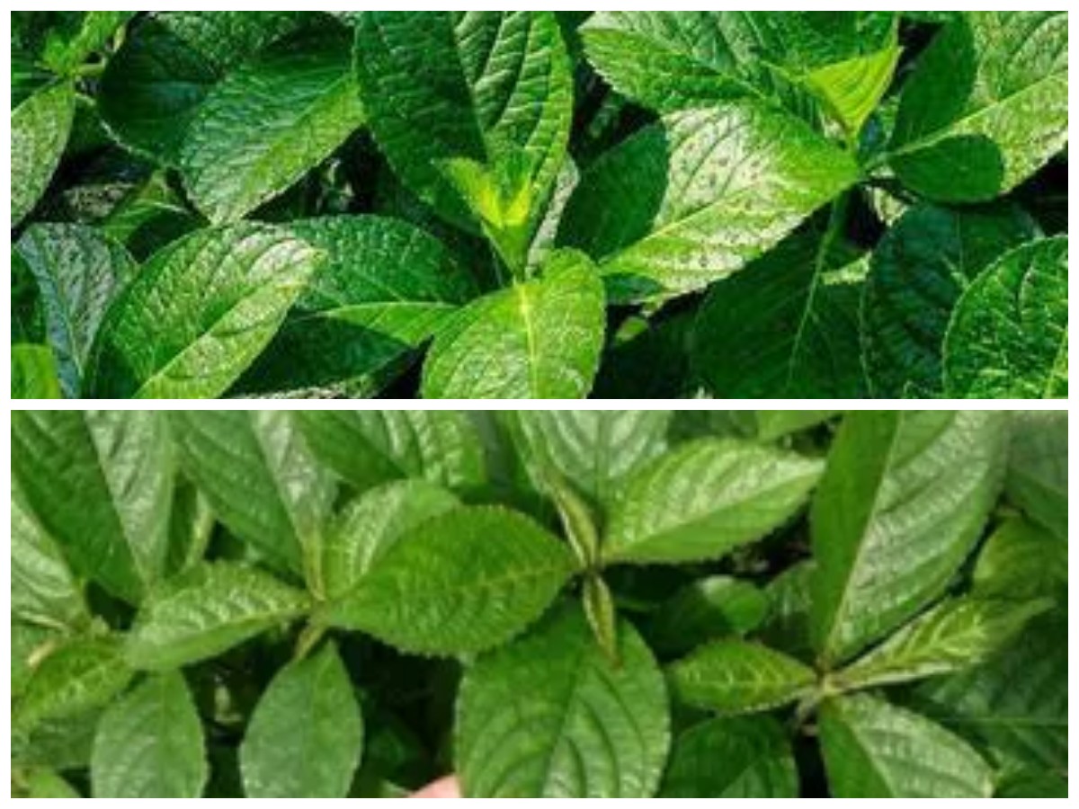 Rahasia Sehat dengan Daun Keji Beling: 6 Khasiat dan Cara Penggunaannya