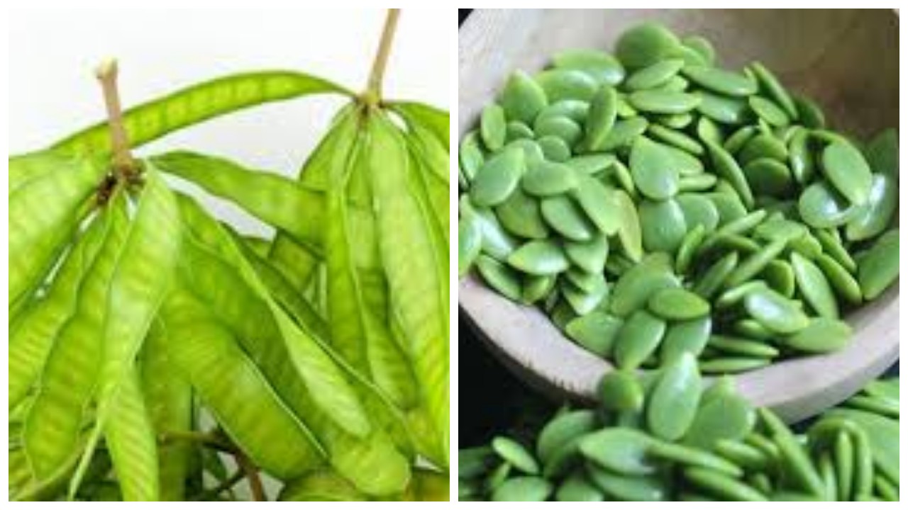 5 Keuntungan Petai Cina untuk Kesehatan yang Jarang Diketahui