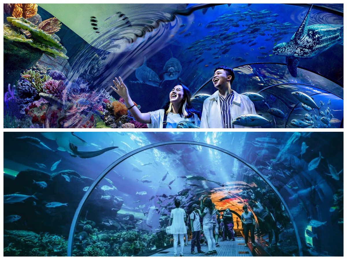 Pesona Dunia Laut: 5 Akuarium Raksasa di Indonesia yang Menakjubkan
