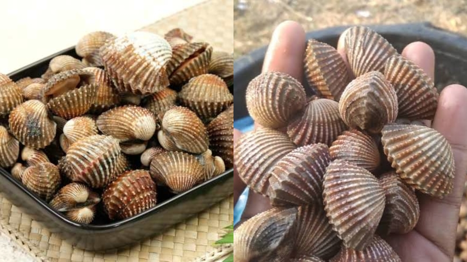 Sumber Protein Berkualitas Tinggi Wow Inilah Manfaat Dari Kerang Yang Jarang Diketahui! 
