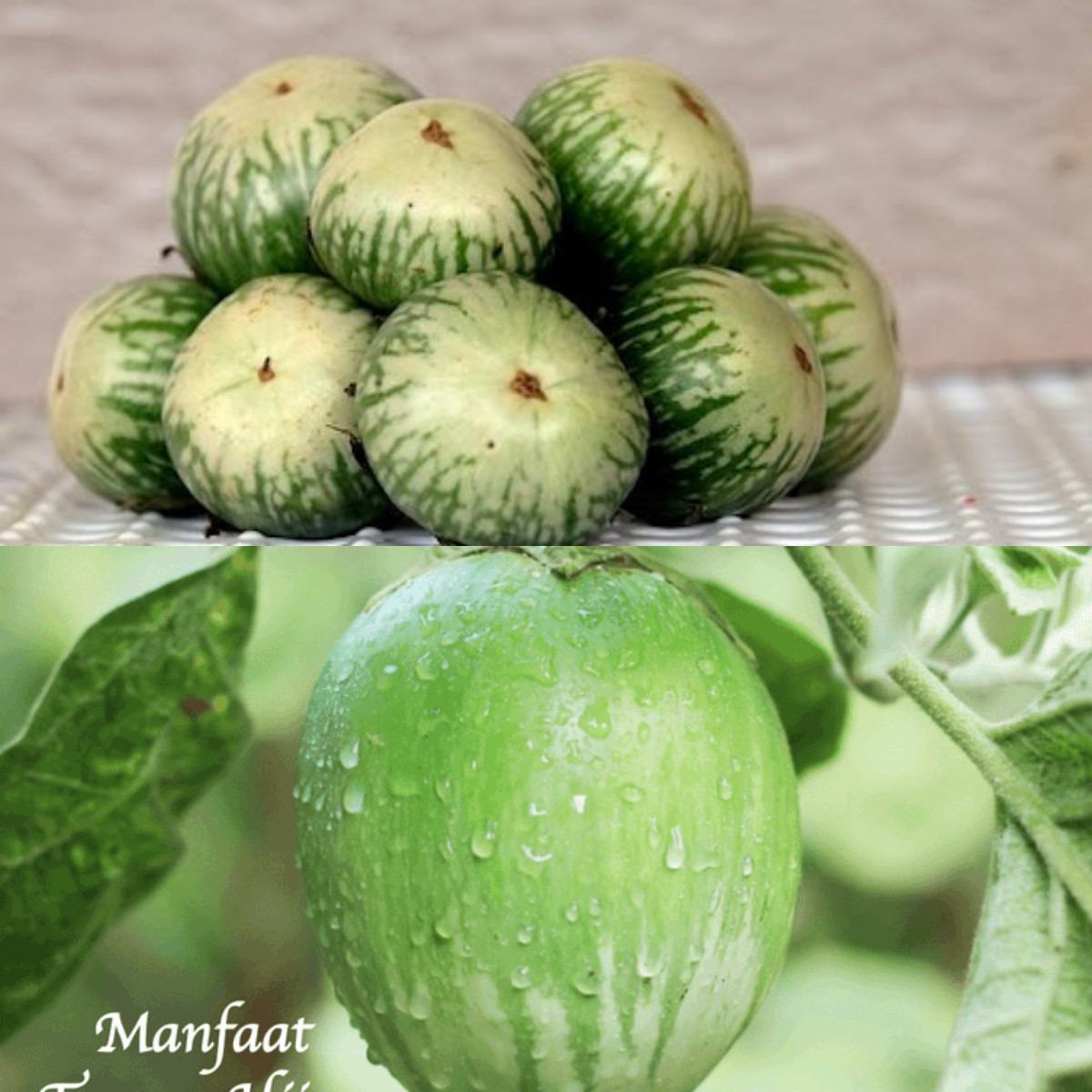 7 Keuntungan Terong Bulat untuk Kesehatan Otak dan Tubuh!