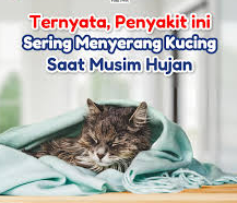 Kucing Rentan Sakit di Musim Hujan? Begini Cara Mudah Menjaganya Tetap Sehat!