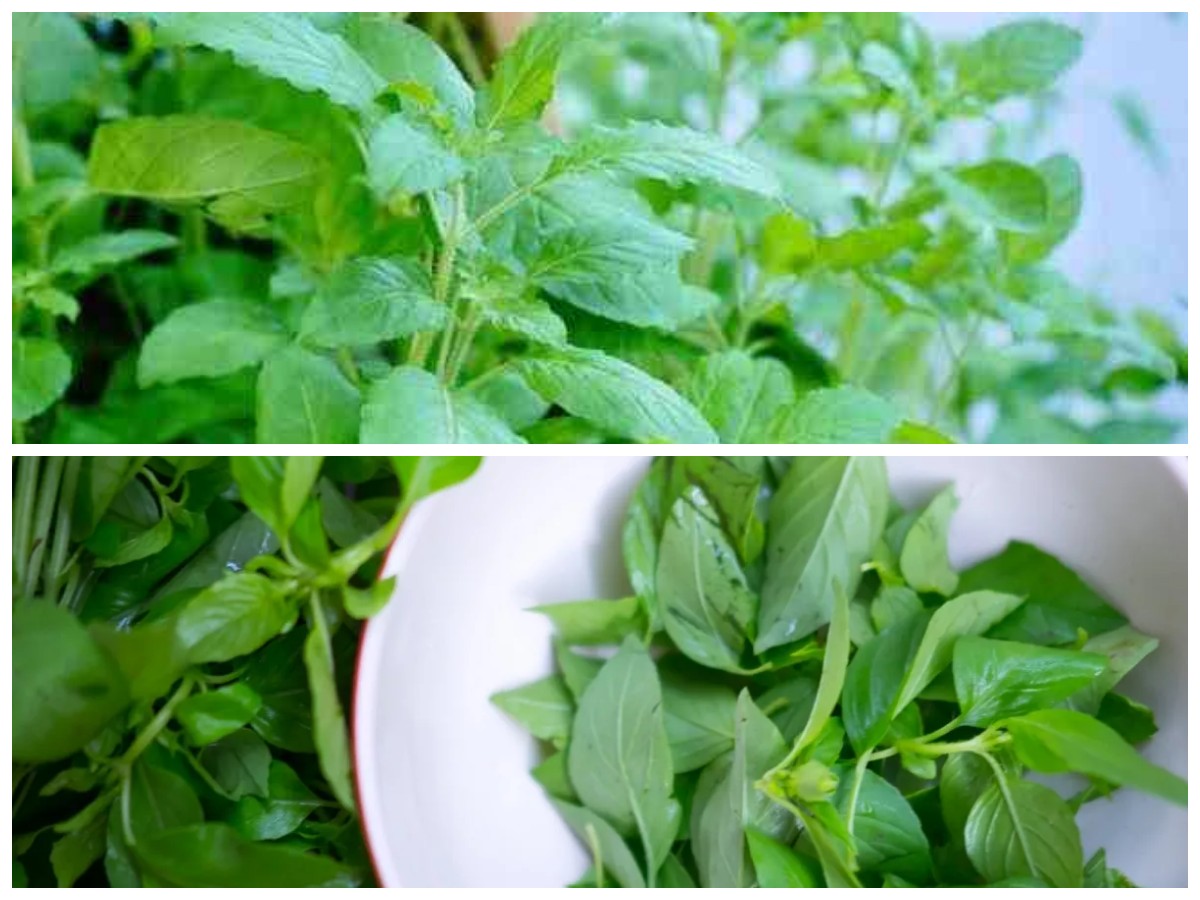 Manfaat Luar Biasa Daun Kemangi yang Wajib Kamu Ketahui