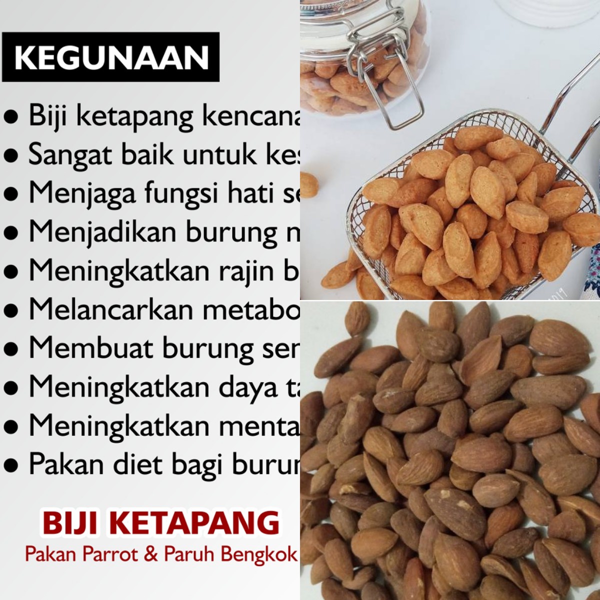 Siapa Sangka? 5 Manfaat Hebat Biji Ketapang untuk Kesehatan!