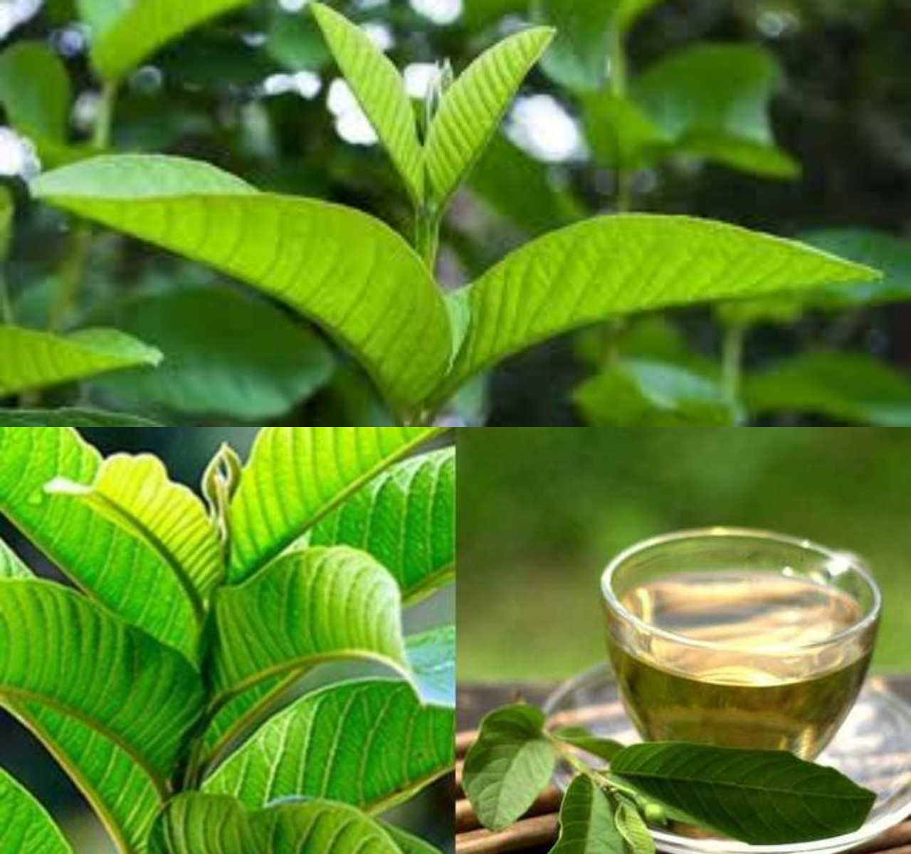 Ketahui Manfaat Daun Jambu Biji untuk Kesehatan!