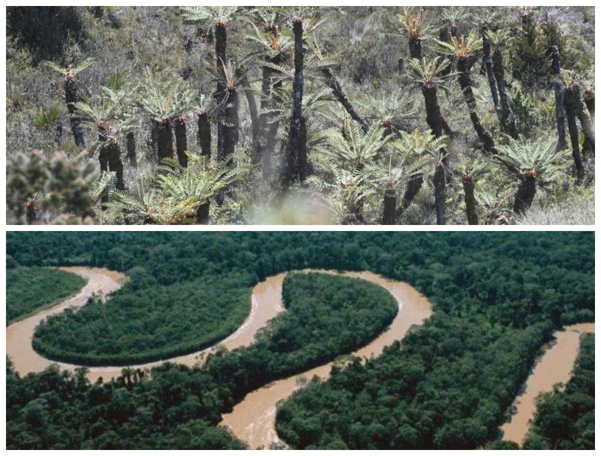 Menjelajah Hutan Mamberamo: Sejarah Permata Hijau Tersembunyi di Jantung Papua!