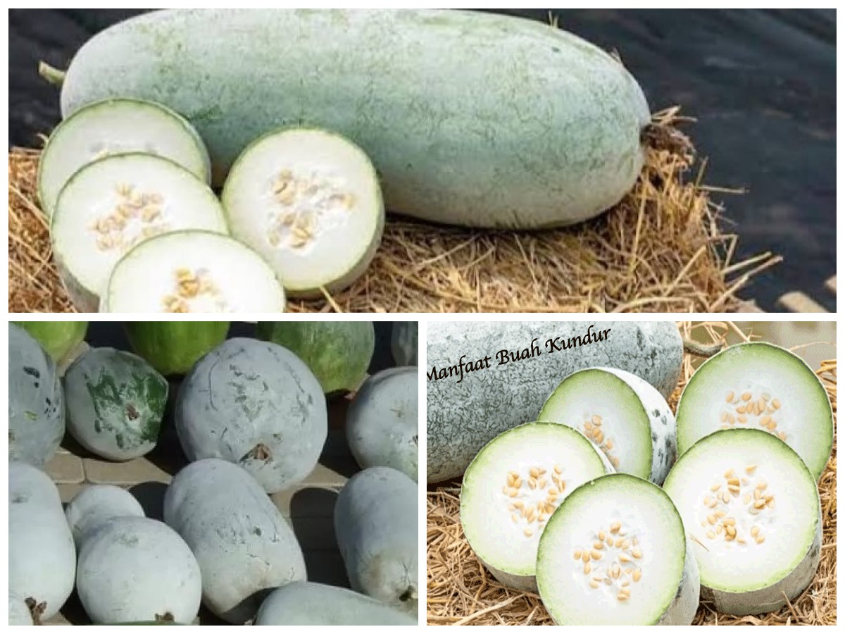 Manfaat Buah Kundur bagi Kesehatan Tubuh: Kaya Nutrisi dan Rahasia Herbal Alami!