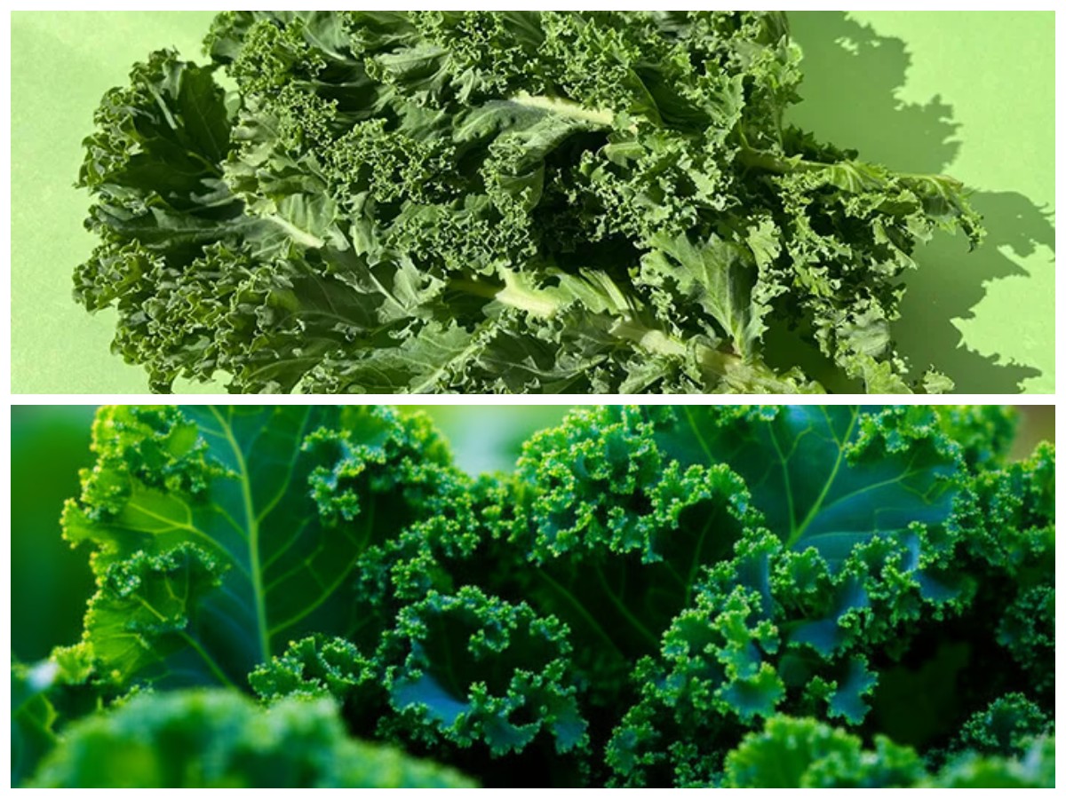 Rahasia Gizi Daun Kale: Sayuran Super dengan Manfaat Luar Biasa untuk Tubuh