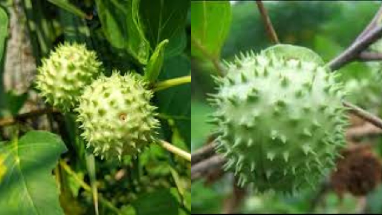 Daun Kecubung: Herbal Legendaris yang Bisa Jadi Berbahaya